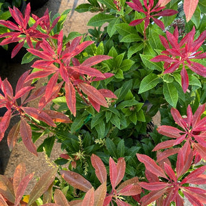 Foliage of Pieris Mountain Fire