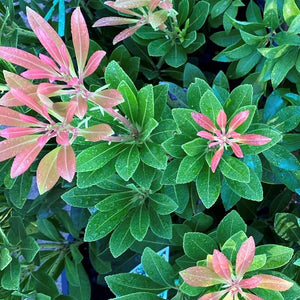 Pieris Temple Bells foliage