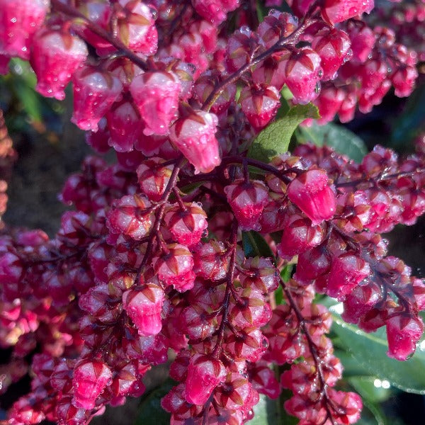 Pieris 'Valentine', clusters of cascading pink flowers on bright green foliage.