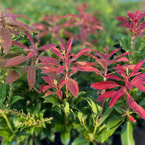 Pieris 'Mountain FIre' foliage