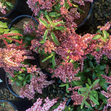 Load image into Gallery viewer, Pieris &#39;Shojo&#39;, evergreen shrub featuring glossy dark-green foliage and cascades of  soft-pink, bell-shaped flowers.
