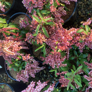 Pieris 'Shojo', evergreen shrub featuring glossy dark-green foliage and cascades of  soft-pink, bell-shaped flowers.