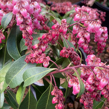 Load image into Gallery viewer, Pieris &#39;Shojo&#39;, evergreen shrub featuring glossy dark-green foliage and cascades of  soft-pink, bell-shaped flowers.
