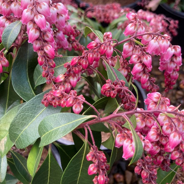 Pieris 'Shojo', evergreen shrub featuring glossy dark-green foliage and cascades of  soft-pink, bell-shaped flowers.