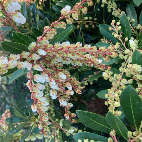 Pieris 'Temple Bells', evergreen shrub with glossy green foliage and clusters of bell-shaped pure-white flowers.