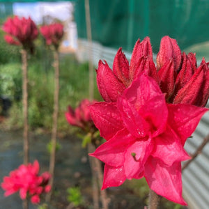 Mollis Azalea 'Pink Ball', deciduous shrub featuring bright-green foliage and ball-shaped trusses of hot-pink blooms.