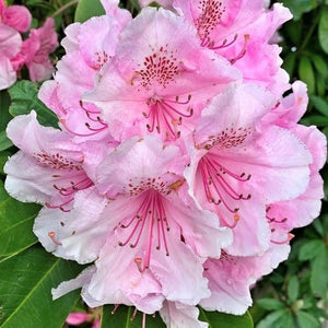Rhododendron | Pink Pearl