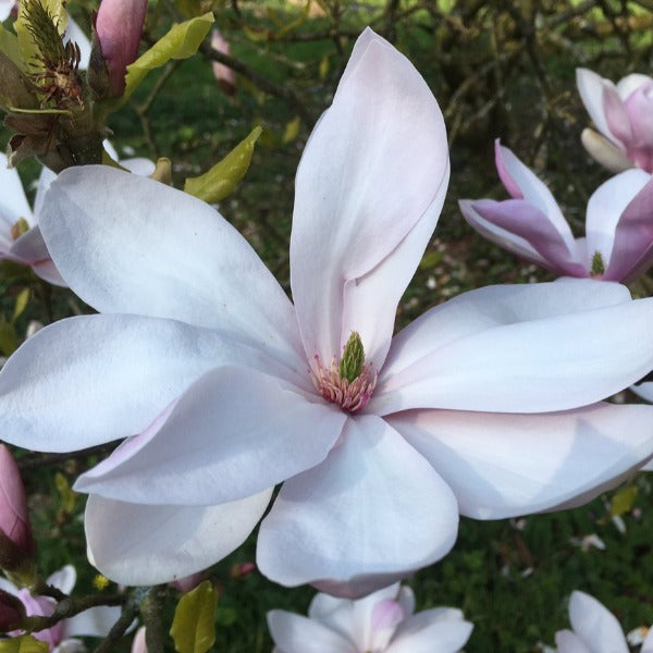 Magnolia 'Pinkie', deciduous tree featuring large, cup-shaped flowers in pale pink.