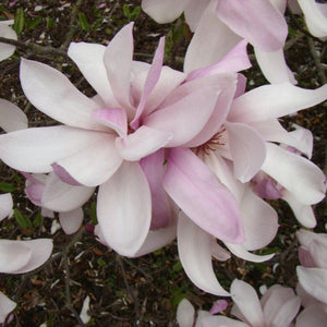 Magnolia | Pinkie