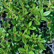 Load image into Gallery viewer, Rhododendron Pirianda Pink, green foliage
