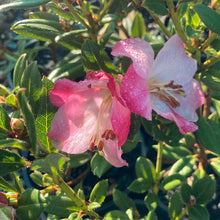 Load image into Gallery viewer, Rhododendron &#39;Pirianda Pink&#39;, blush-pink flowers on bright green foliage.
