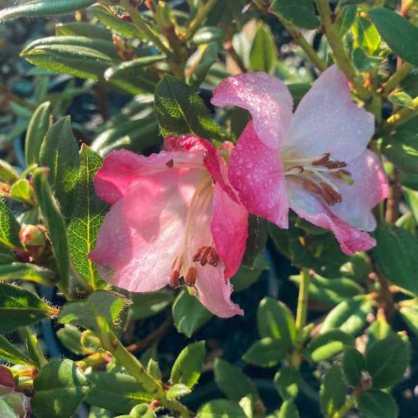 Rhododendron 'Pirianda Pink', blush-pink flowers on bright green foliage.