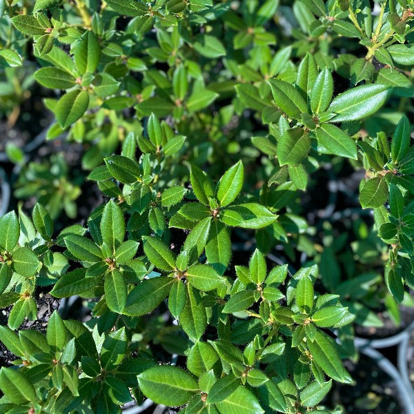 Rhododendron Pirianda Pink, green foliage