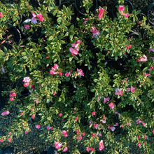 Load image into Gallery viewer, Rhododendron &#39;Pirianda Pink&#39;, blush-pink flowers on bright green foliage.
