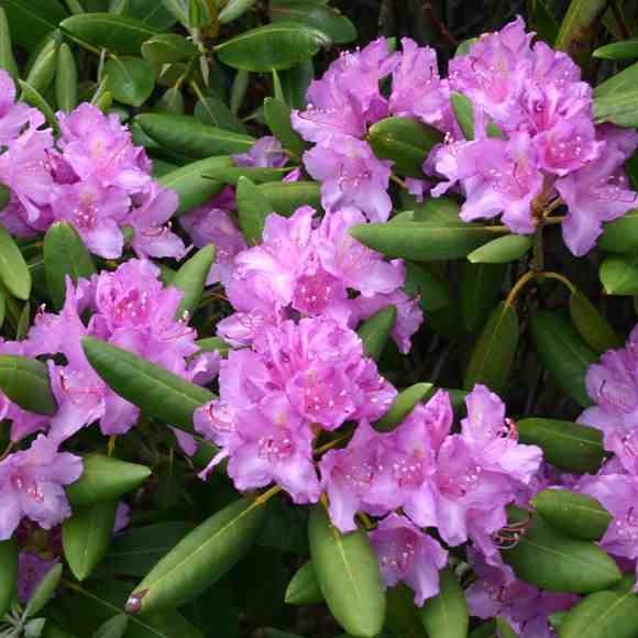 Rhododendron 'Ponticum', evergreen shrub with dark-green, pointy foliage and clusters of trumpet=shaped flowers in lilac-pink.