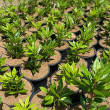 Load image into Gallery viewer, Rhododendron Ponticum Green Foliage
