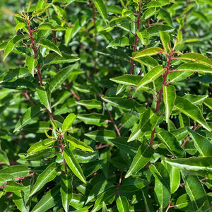 Laurel | Portugal