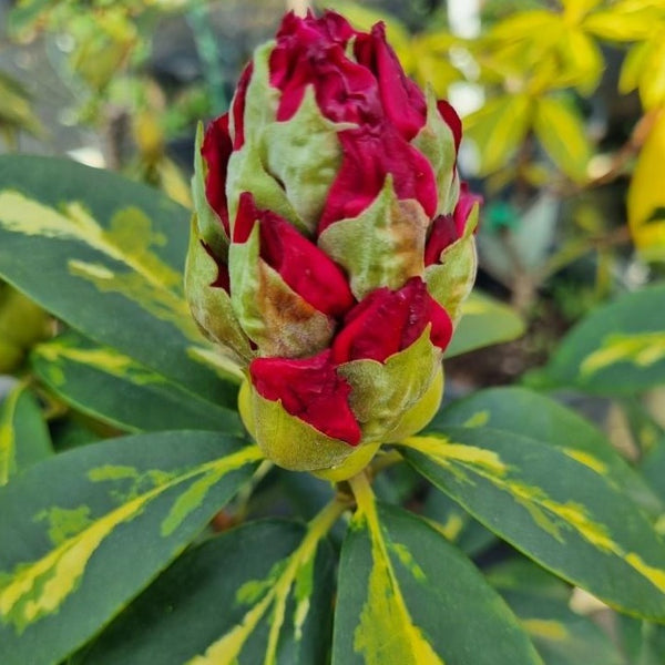 Rhododendron | President Roosevelt