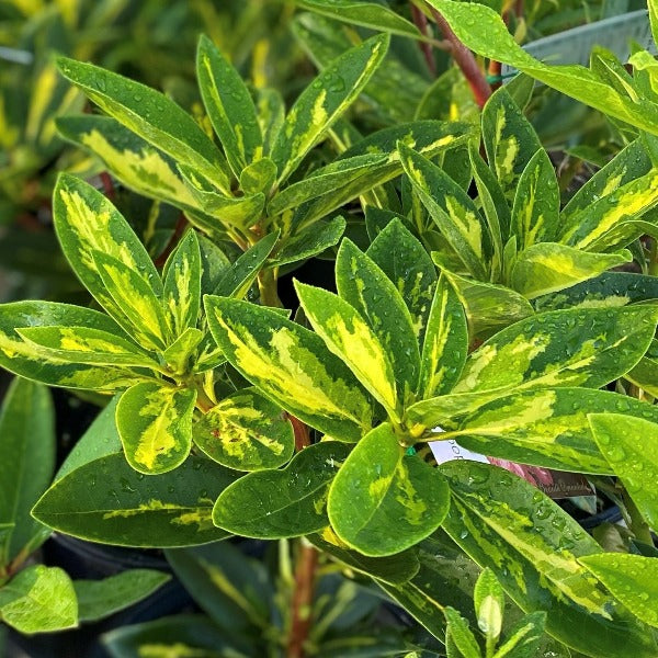 Rhododendron President Roosevelt foliage