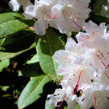 Load image into Gallery viewer, Rhododendron | Puget Sound
