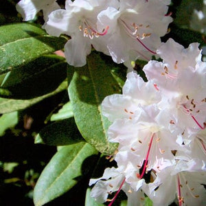 Rhododendron | Puget Sound