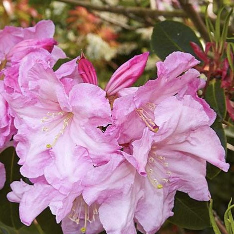 Rhododendron | Puget Sound