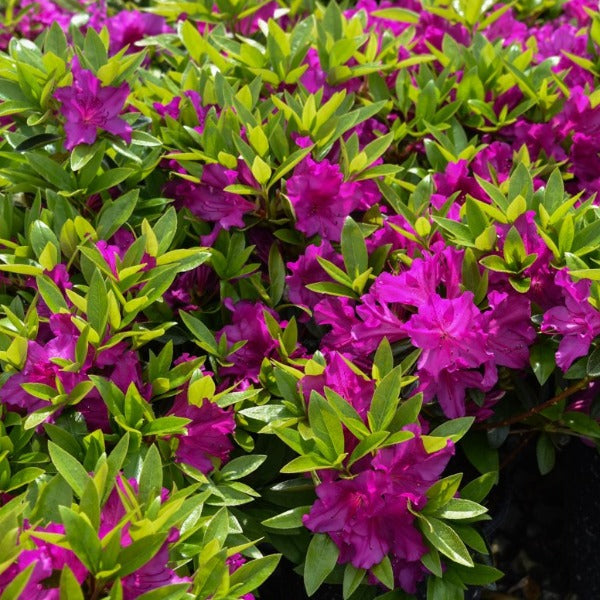 Azalea 'Purple Splendour', evergreen shrub with purple flowers.