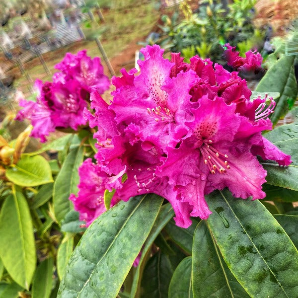 Rhododendron 'Purple Lace', evergreen shrub with glossy-green foliage and trusses of frilly-edged flowers in bluish-purple.