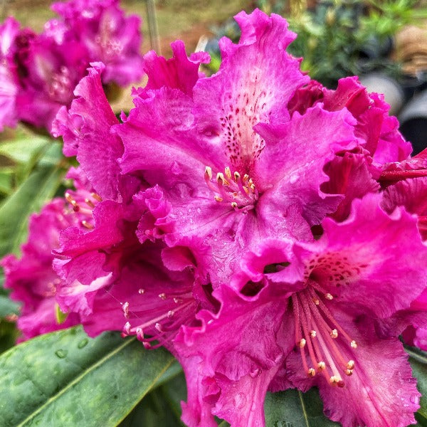 Rhododendron 'Purple Lace', evergreen shrub with glossy-green foliage and trusses of frilly-edged flowers in bluish-purple.