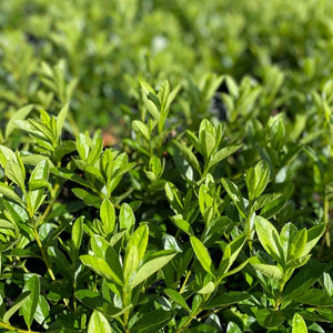 Azalea 'Purple Splendour', green foliage on young plants