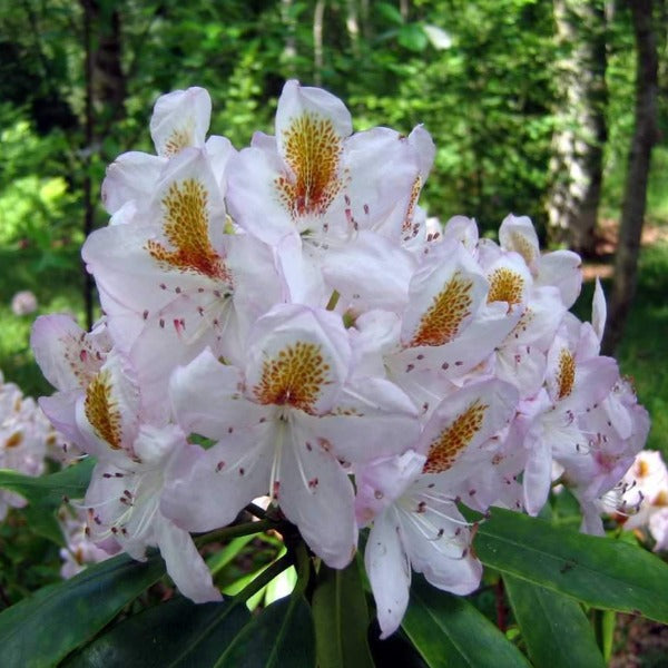 Rhododendron 'Mrs Tom Agnew', evergreen shrub with mid-green, pointy foliage and trusses of white blooms with splashes of golden-yellow and red.