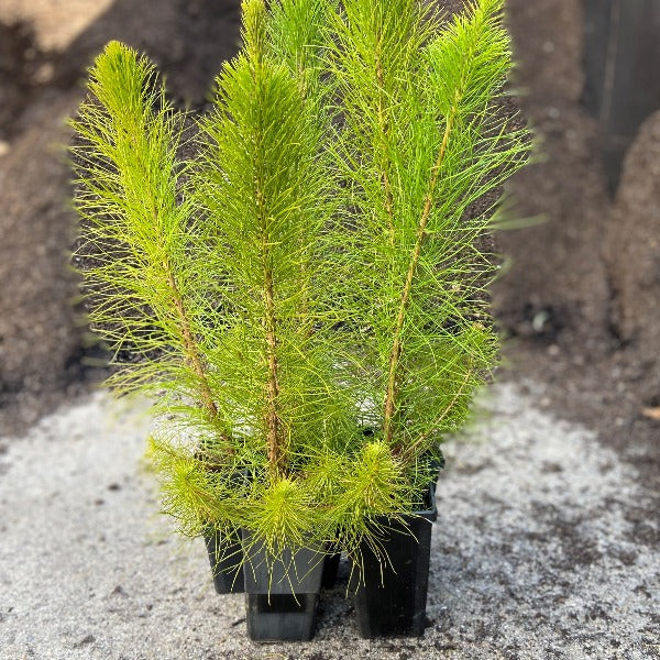 Pines | Radiata - bulk buy