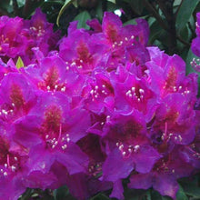 Load image into Gallery viewer, Rhododendron | Red Eye
