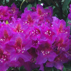 Rhododendron | Red Eye