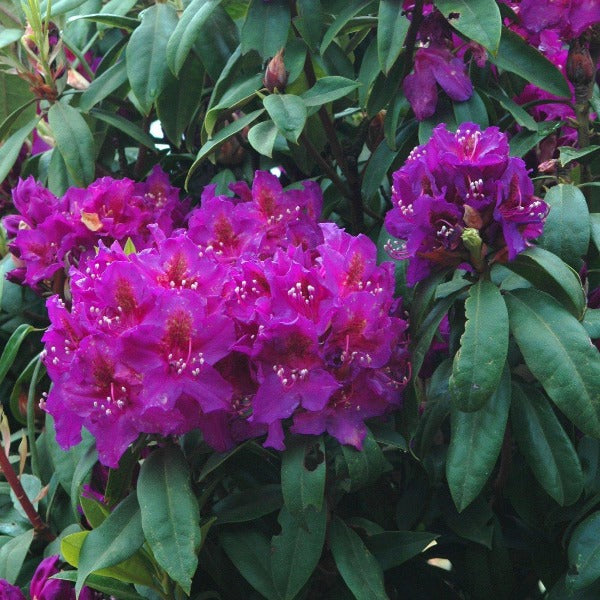 Rhododendron 'Red Eye', evegreen shrub with mid-green, pointy foliage and trusses of funnel-shaped flowers in reddish-purple featuring a glowing red eye.