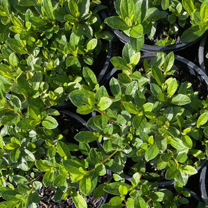Azalea 'Red Wing', green foliage on young plants