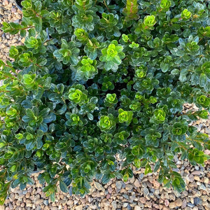 Azalea 'Red Robyn' green foliage