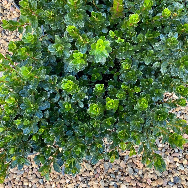 Azalea 'Red Robyn' green foliage