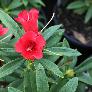 Rhododendron 'Fireman Jeff' red flowers against green foliage