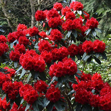 Load image into Gallery viewer, Rhododendron Taurus showing clusters of red flowers
