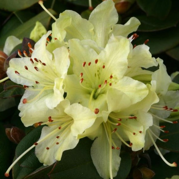 Rhododendron 'Shamrock', evergreen shrub with dark-green foliage and clusters of funnel-shaped flowers in creamy-yellow.