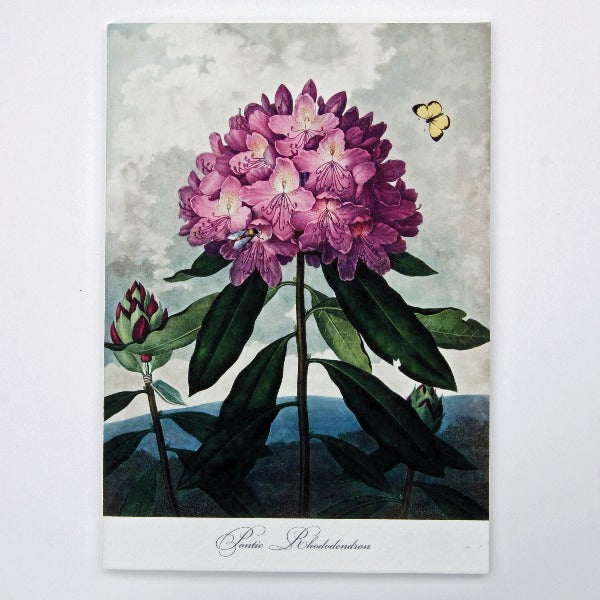 Handmade Greeting Card, featuring Pontic Rhododendron flowers,  blank inside.