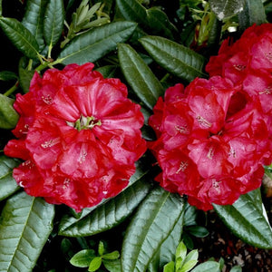 Rhododendron 'Johnny Bender', evergreen shrub with dark-green foliage and loose trusses of funnel-shaped currant-red flowers.