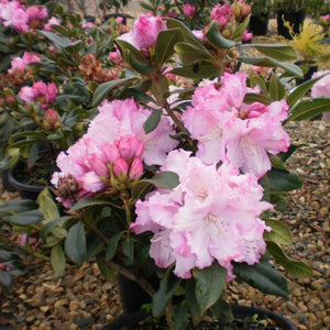 Rhododendron | Robyn