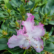 Load image into Gallery viewer, Rhododendron Robyn, trumpet shaped soft pink flowers and dark green foliage.
