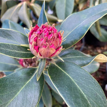 Load image into Gallery viewer, Rhododendron &#39;Robyn&#39; foliage and buds.

