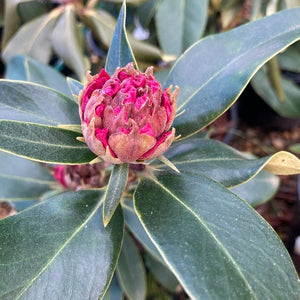 Rhododendron 'Robyn' foliage and buds.