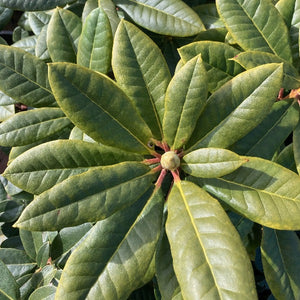 Rhododendron 'Rocket' green foliage