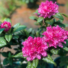 Load image into Gallery viewer, Rhododendron Rocket. Evergreen shrub with frilly, vibrant coral pink flowers against glossy bright green foliage.
