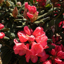 Load image into Gallery viewer, Rhododendron &#39;Ross Maude&#39;, evergreen shrub with dark-green foliage and rounded trusses of small, funnel-shaped, deep-pink flowers.
